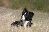 BORDER COLLIE 1504